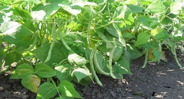 Co můžete příští rok zasadit po fazolích